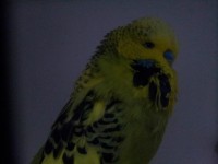 grijs groen dominant bond